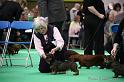 Crufts2011_2 981